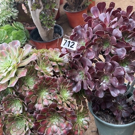 冬***阳多肉植物两个