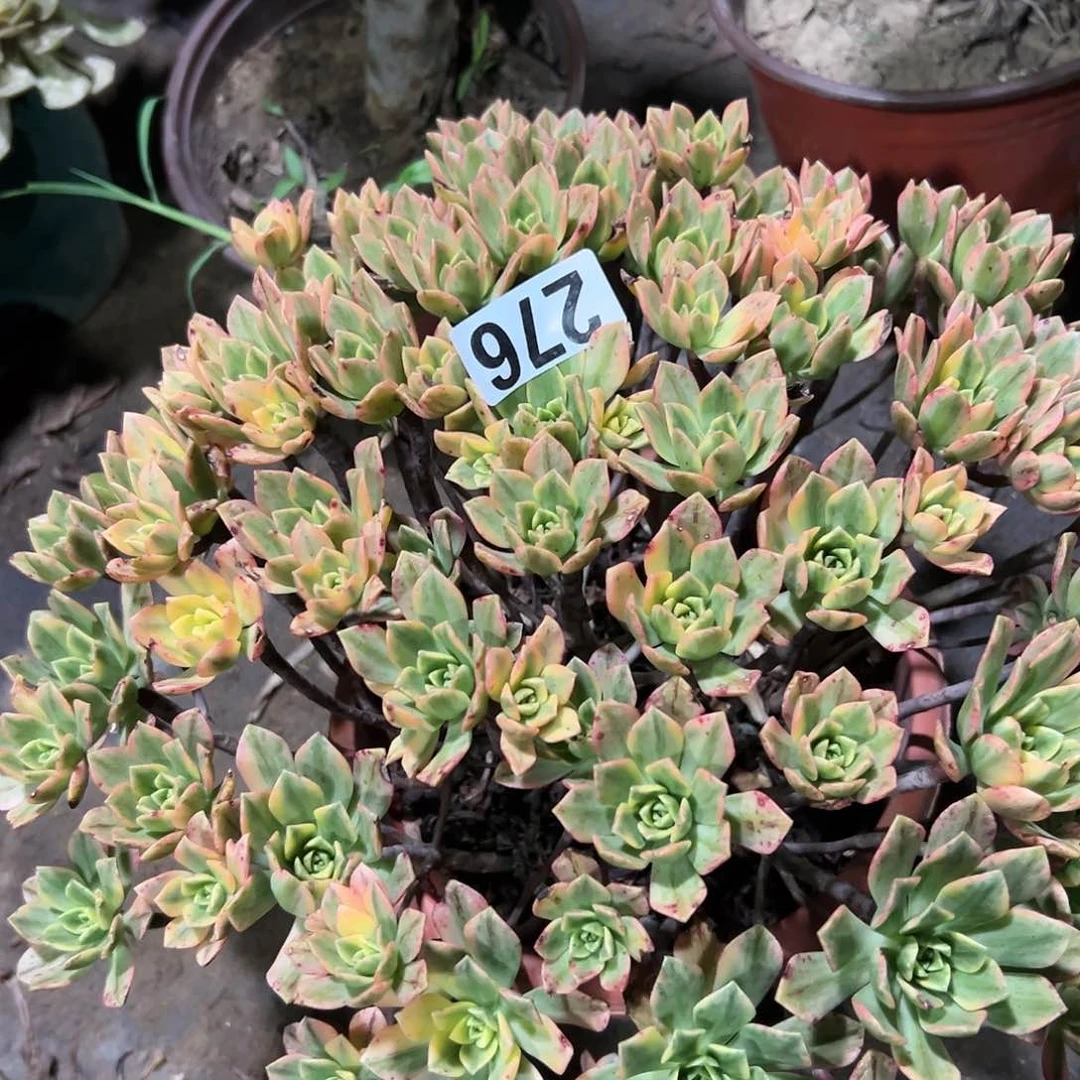 快**生多肉植物一个