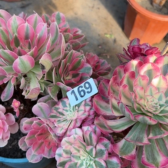 听**雪多肉植物两个