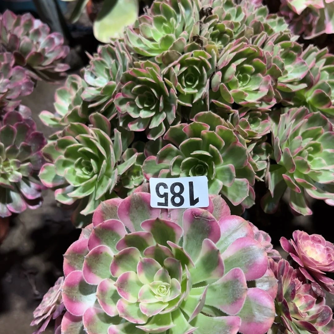 美**晴多肉植物两个