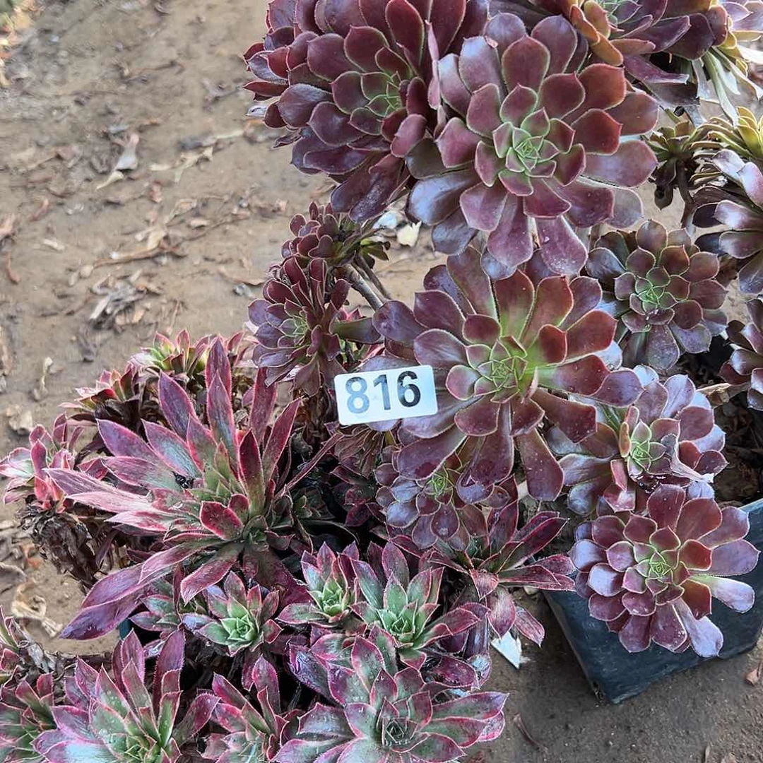 ?**1多肉植物两个