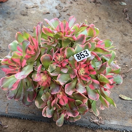 羽*一颗多肉法师植物