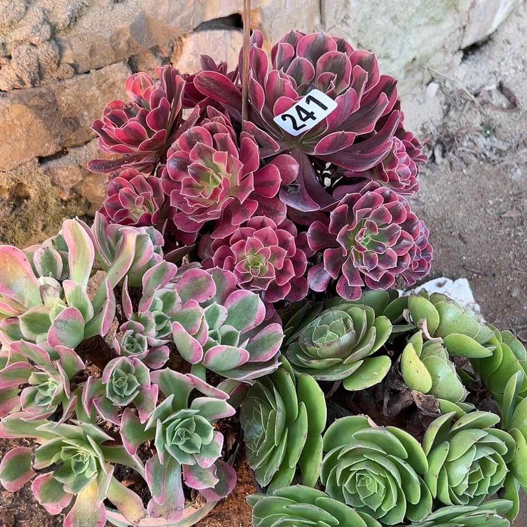 熊*三颗多肉法师植物