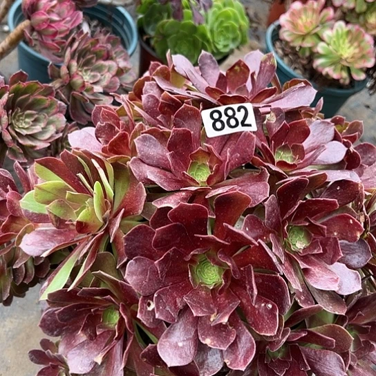 依*多肉植物一个