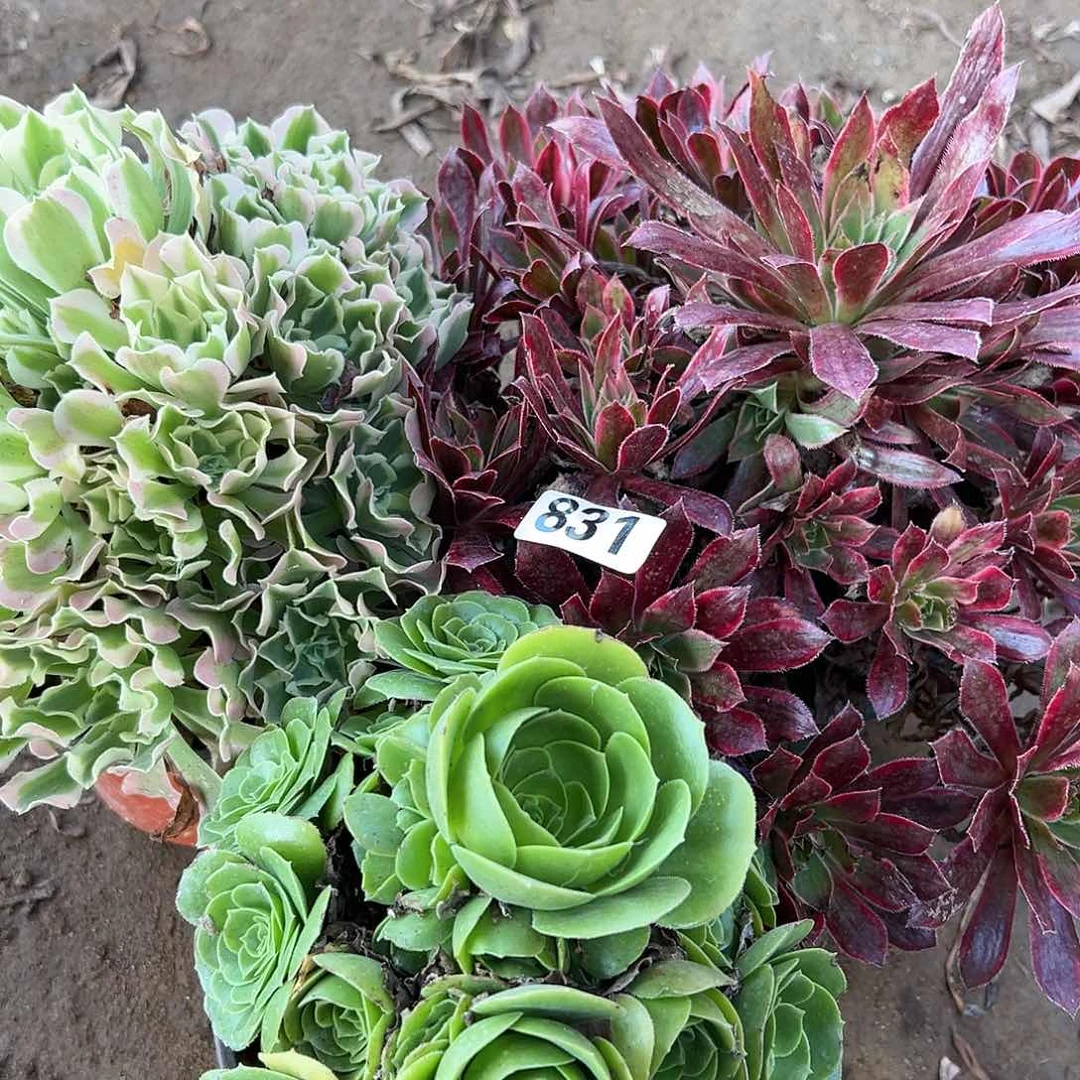 用****7多肉植物三个