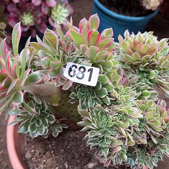 高*多肉植物一个