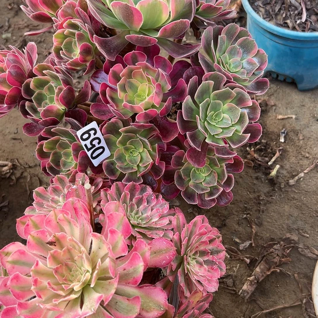 ╮*风多肉植物两个