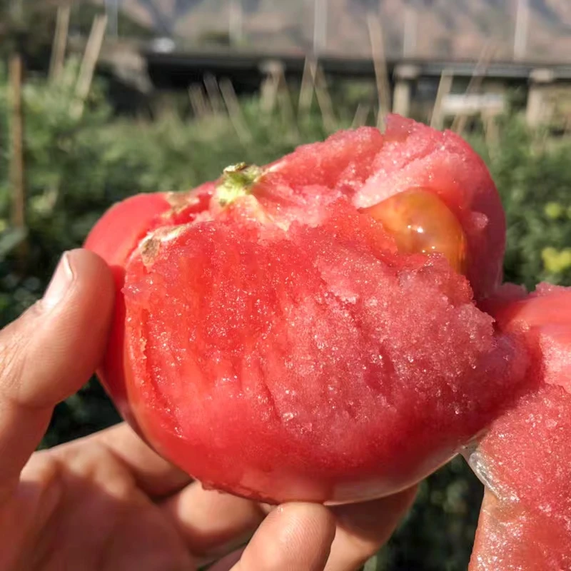 A【菜地直发】攀枝花露天沙瓤西红柿 沙瓤水果大番茄5斤