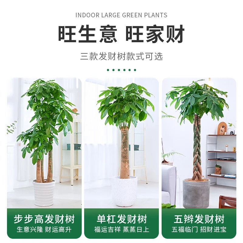 发财树天堂鸟四季幸福树精选盆栽大型绿植花卉室内客厅常绿龙须树