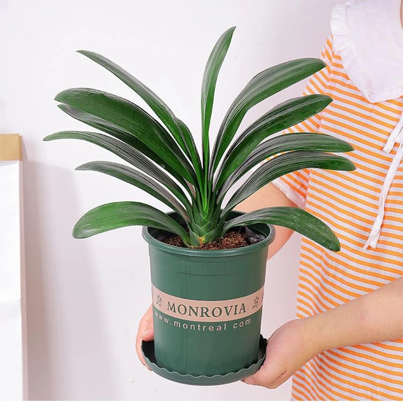 君子兰盆栽种植差价书房开花植物好养观叶四季观叶花卉原货直供