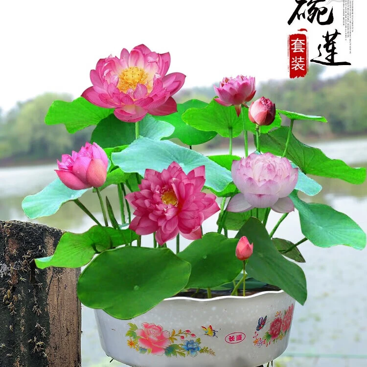 碗莲开花莲花荷花种子鱼缸池塘水培绿植花卉种籽已开口包发芽开口