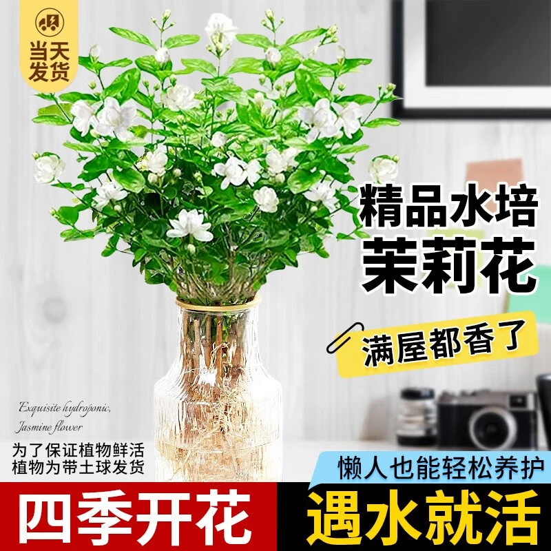 茉莉花绿植物盆栽办公室内桌面可开花鲜花水养花卉四季开花无土