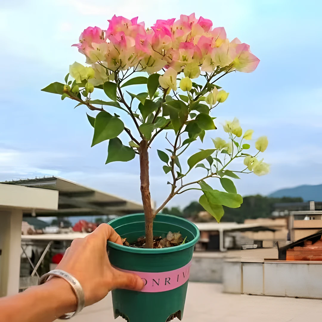 新品种三角梅盆栽小苗室内阳台庭院好养花卉四季开花不断爬藤植物
