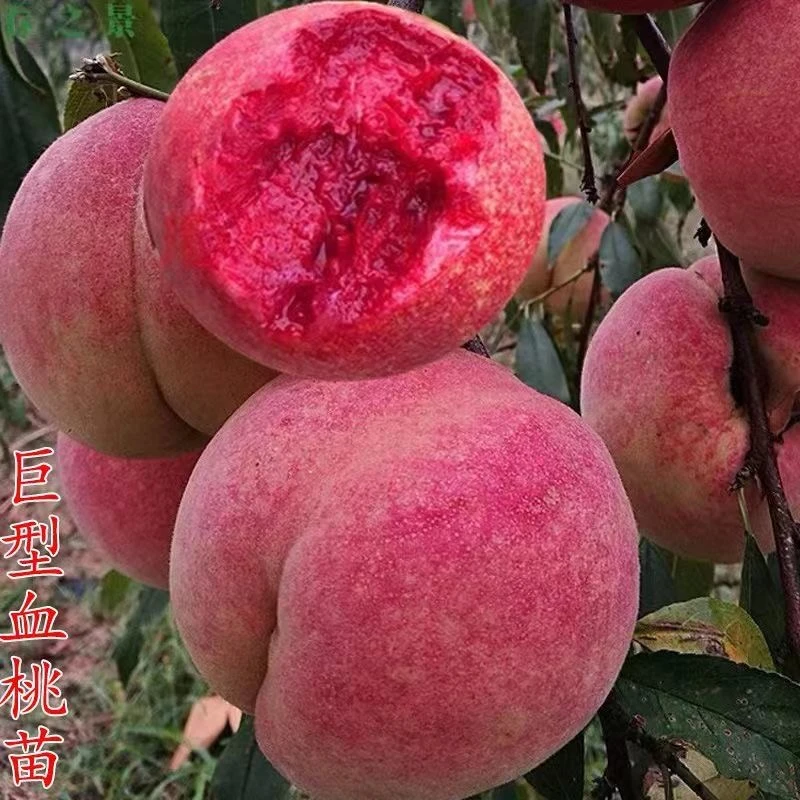 嫁接桃树苗桃苗雪桃水蜜桃树苗黄桃树苗盆栽地栽南方北方种植