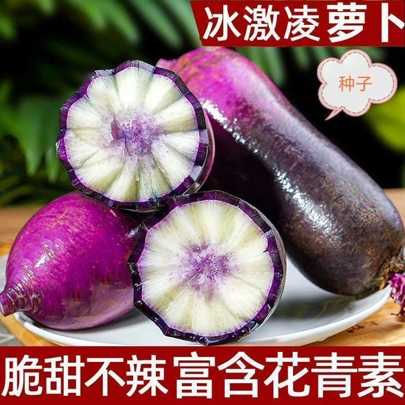 冰淇淋萝卜种子甜脆生吃冰糖心水果萝卜四季播种紫皮萝卜蔬菜种子