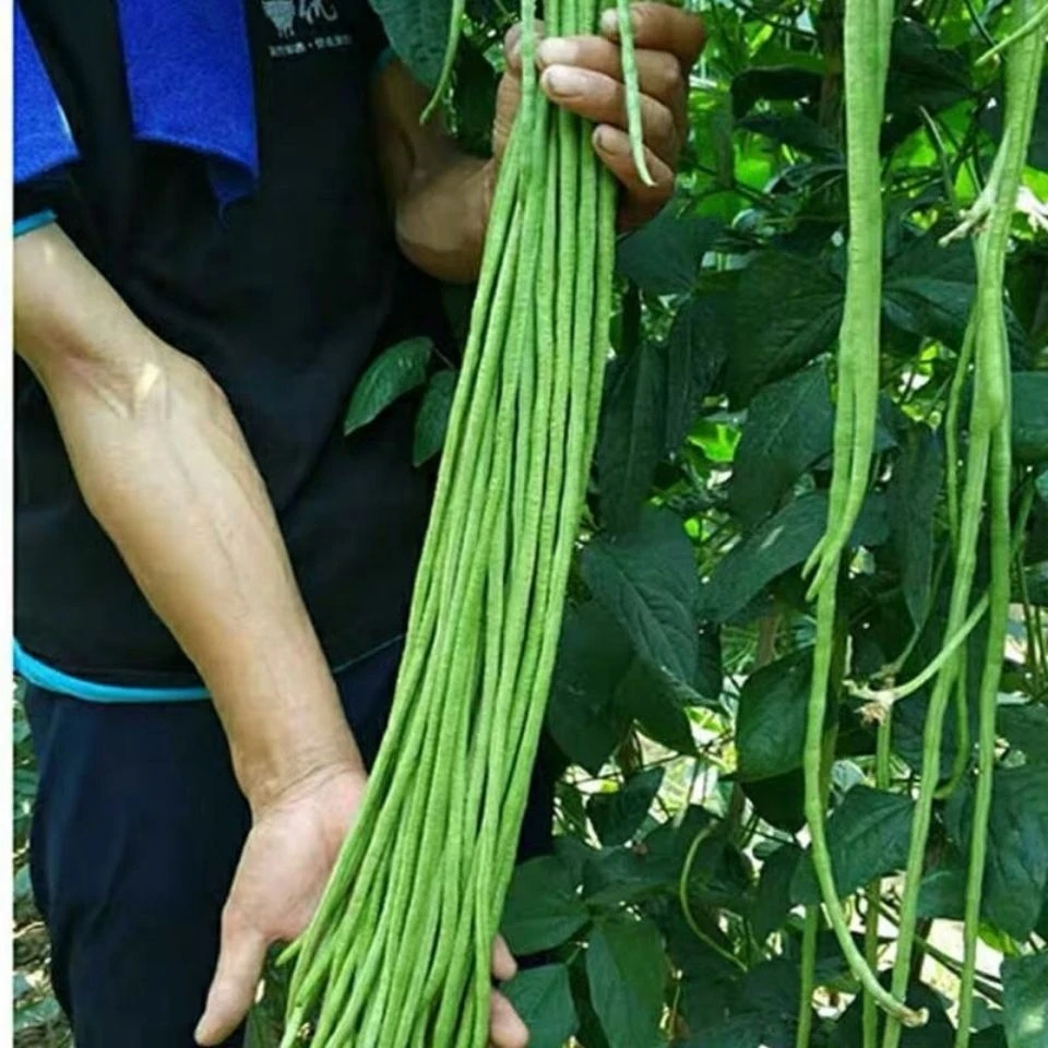高产特长黑眉一号青长豆角种子早中熟青条豇豆种籽抗病厚肉种子