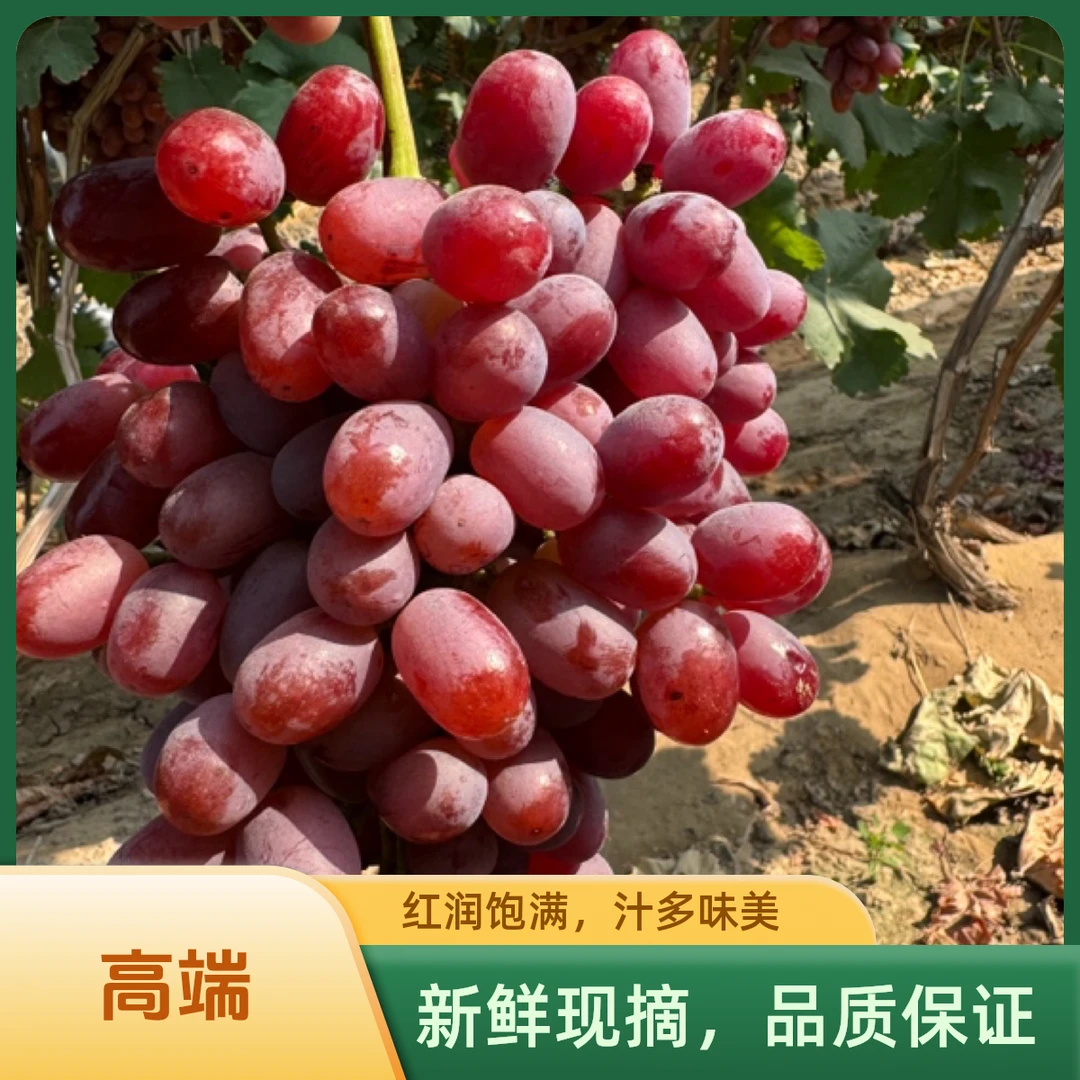 山西运城无籽红提克伦生葡萄果园直发，现采现发顺丰包邮