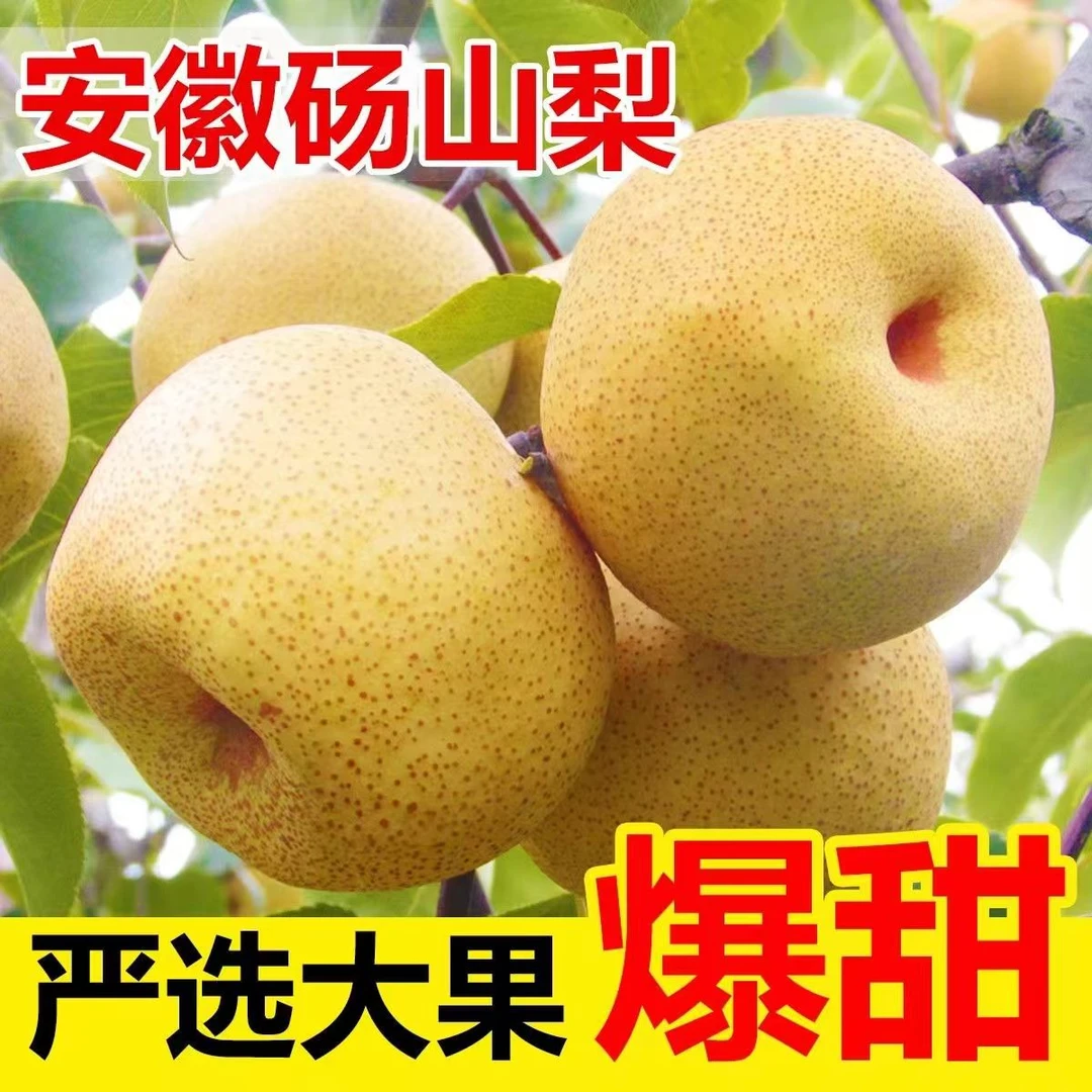 正宗百年砀山酥梨带箱5/9斤包邮新鲜水果脆甜多汁梨砀山梨雪梨