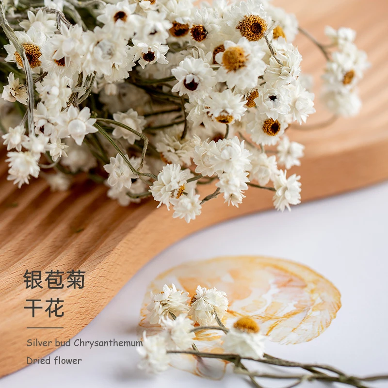 蔓玥 银包菊干花花束雏菊5朵小白菊家居摆件天然真花插花diy装饰