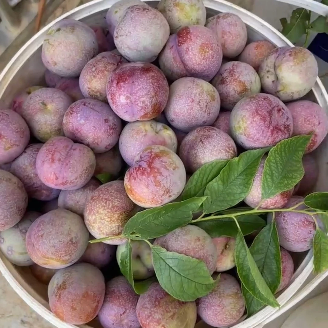 [中大果]信宜三华李红心李当季新鲜水果酸甜爽口现摘现发5斤