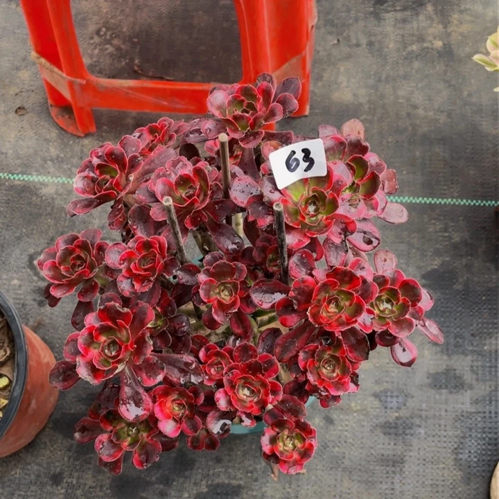 香耐儿法师63号一个