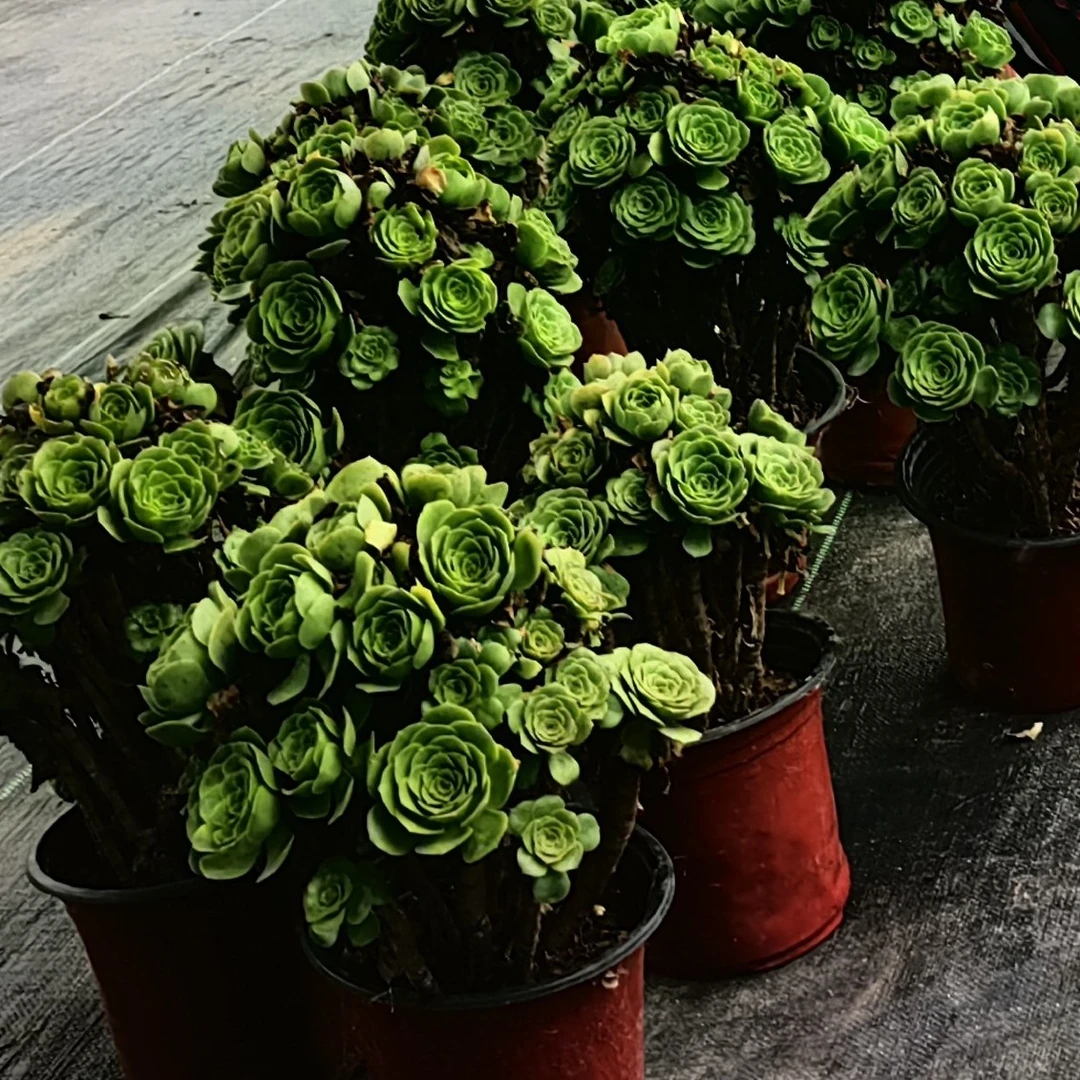 默认几养链接多肉法师