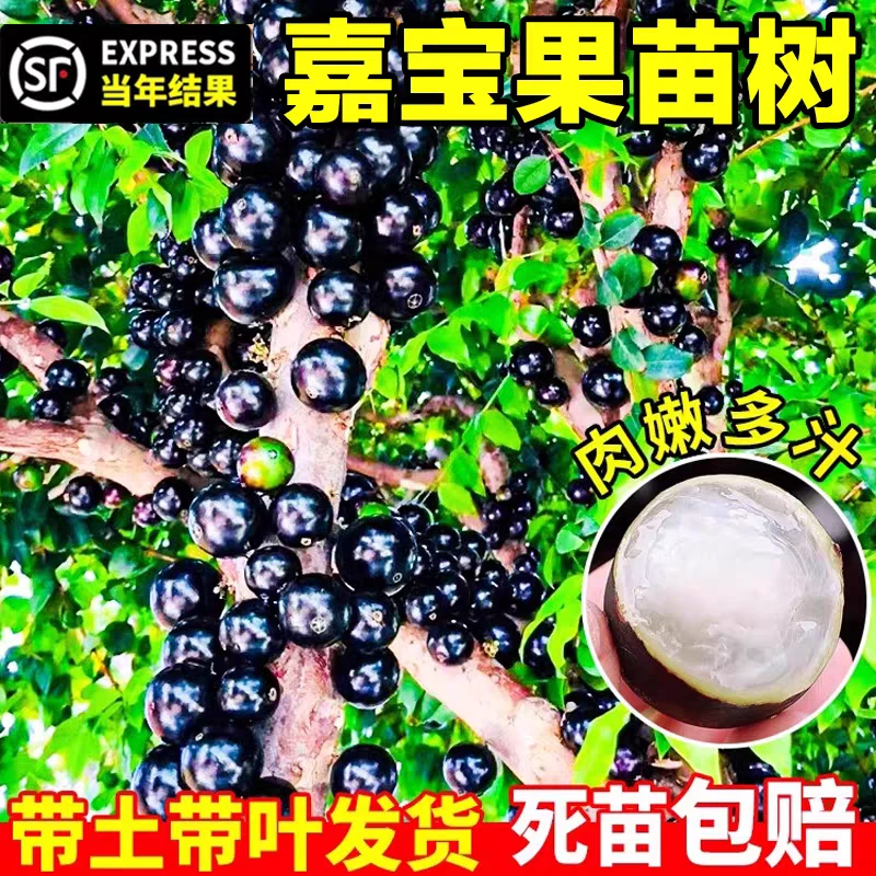 新品种嘉宝果树苗庭院种植盆栽地栽四季常绿果苗南北方可种植