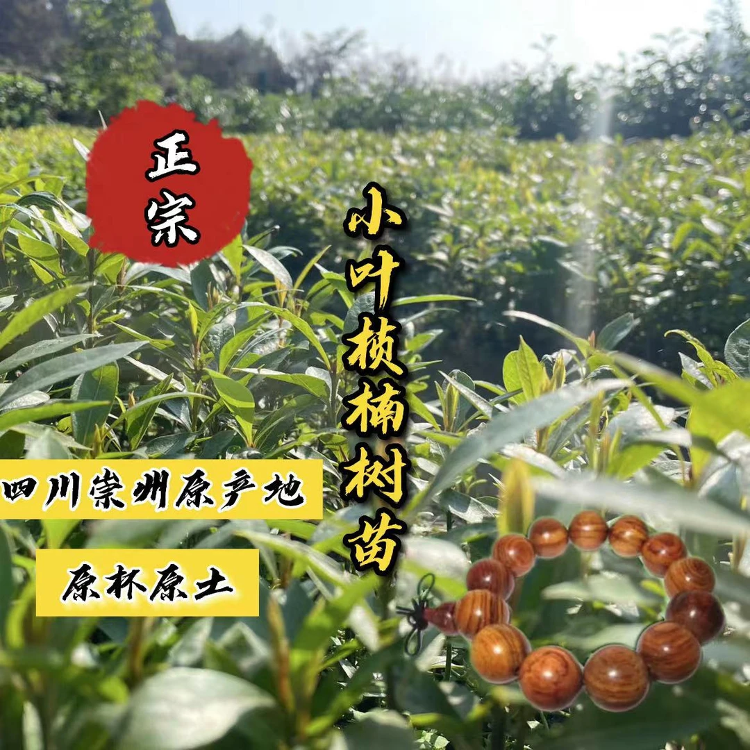 正宗四川金丝楠木小叶桢楠