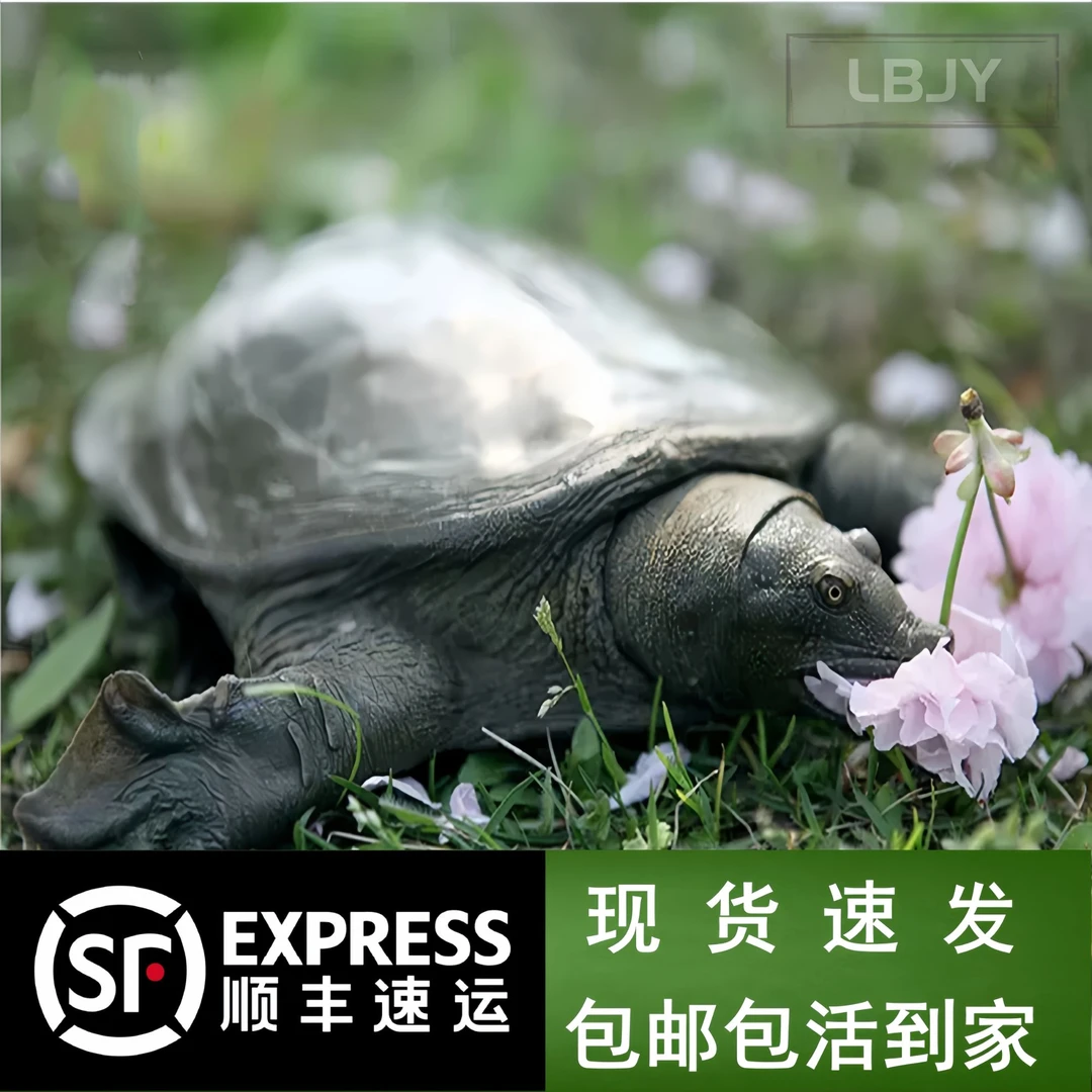 浙江德清优质生长母乌鳖原生态野外放养鲜活大甲鱼1-4斤