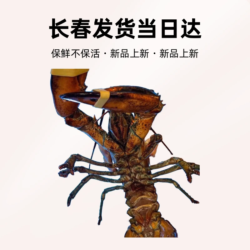 波士顿龙虾 2只 单只约一斤左右长春鲜活发货当日达 保鲜不保活