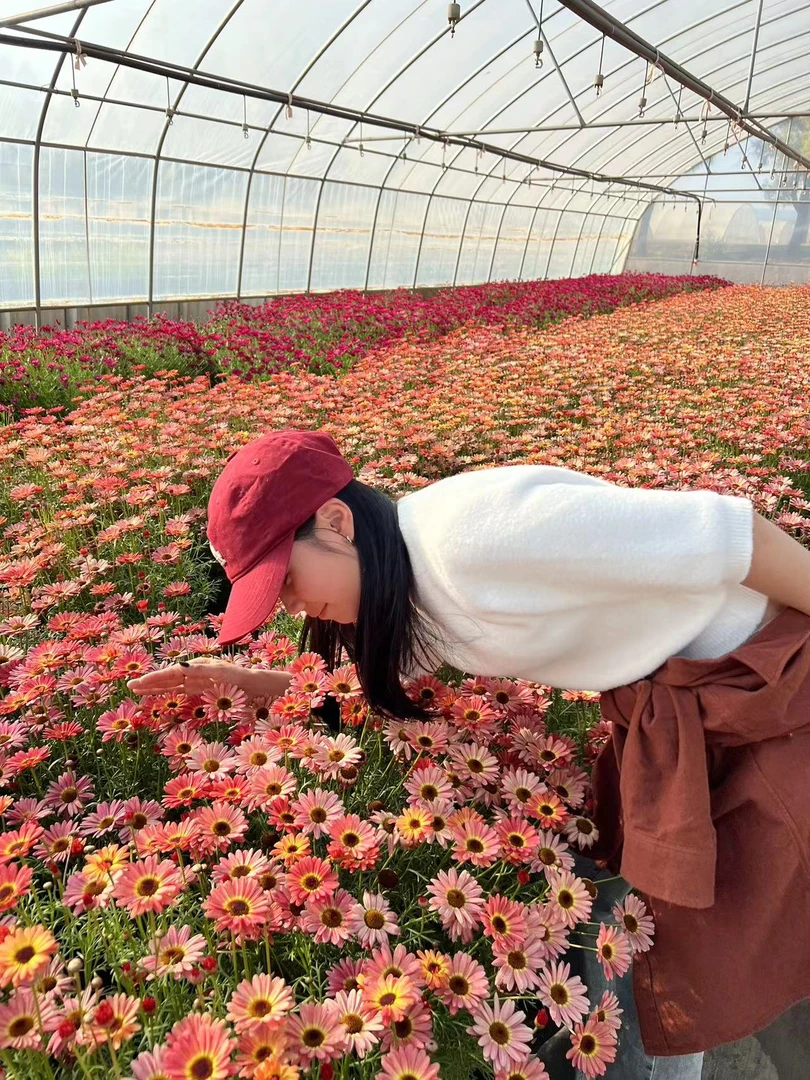 玛格丽特(爆花机器)盆栽带花苞 多年生四季开花 云南基地直发