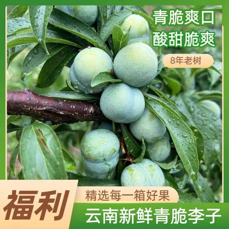 云南四月青脆李新鲜李子清脆可口成熟酸酸甜甜5斤装爽脆采摘
