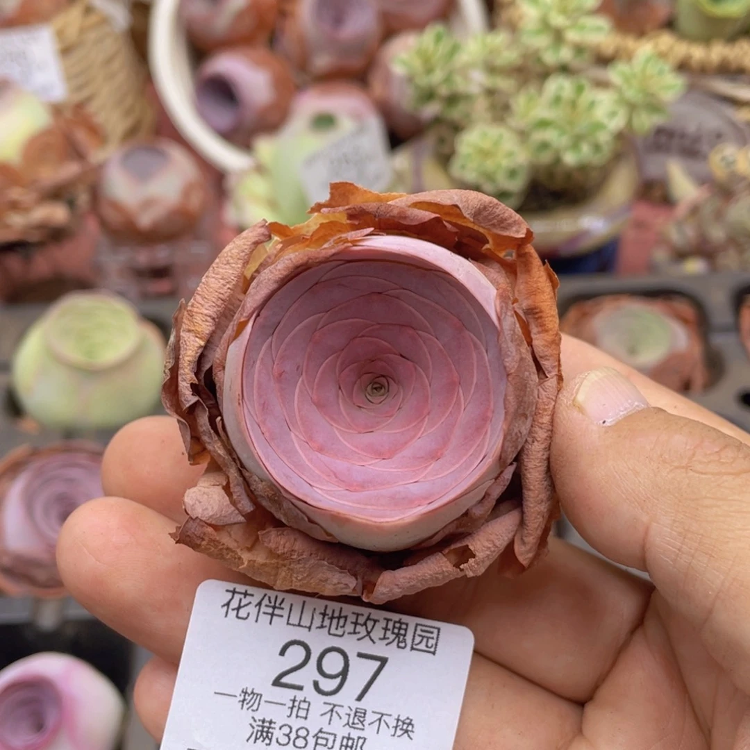 桃红297一物一拍
