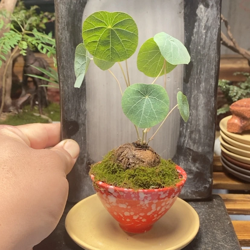 【闪购商品】红陶171cm(含)-200cm(含)一**草14