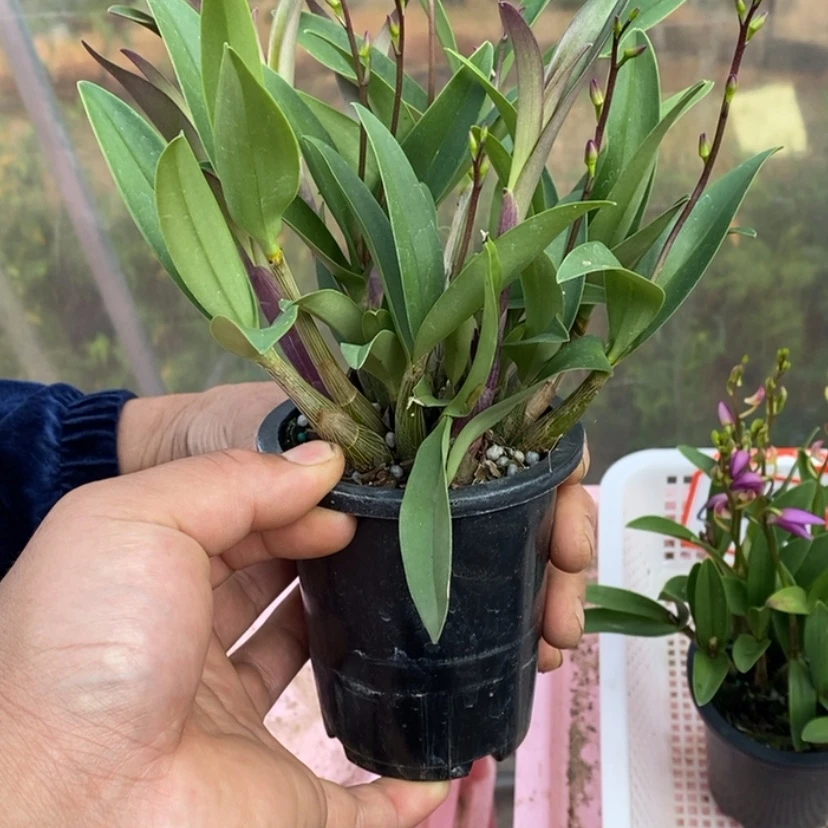 【闪购商品】红陶171cm(含)-200cm(含)石斛带花1盆