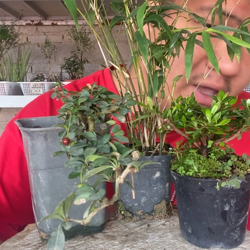 【闪购商品】红陶171cm(含)-200cm(含)旭****?17