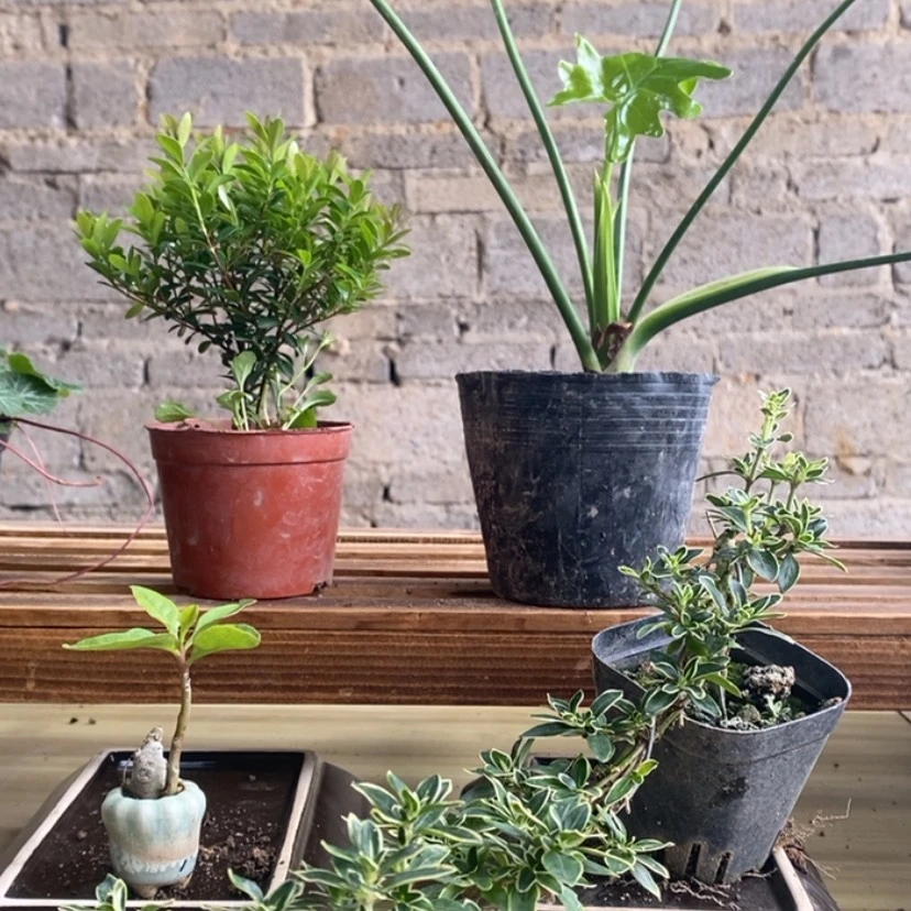 【闪购商品】红陶15cm-20cm1