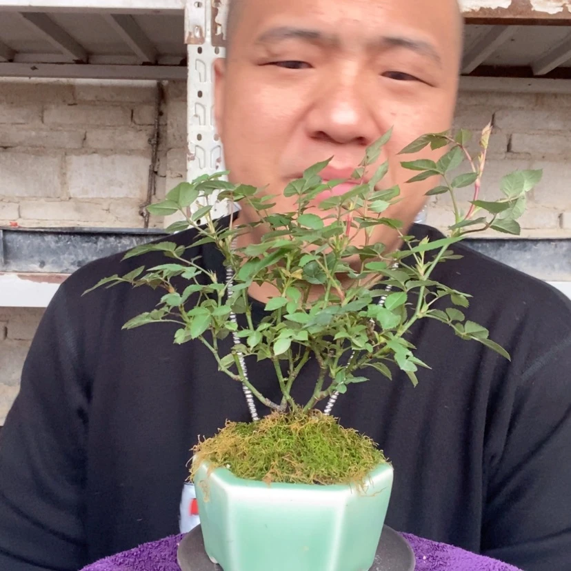 【闪购商品】红陶15cm-20cm142