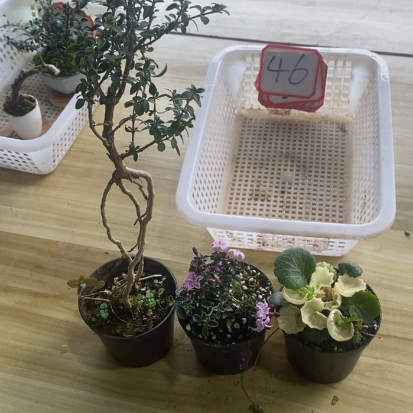 【闪购商品】红陶171cm(含)-200cm(含)刘**ˣ46