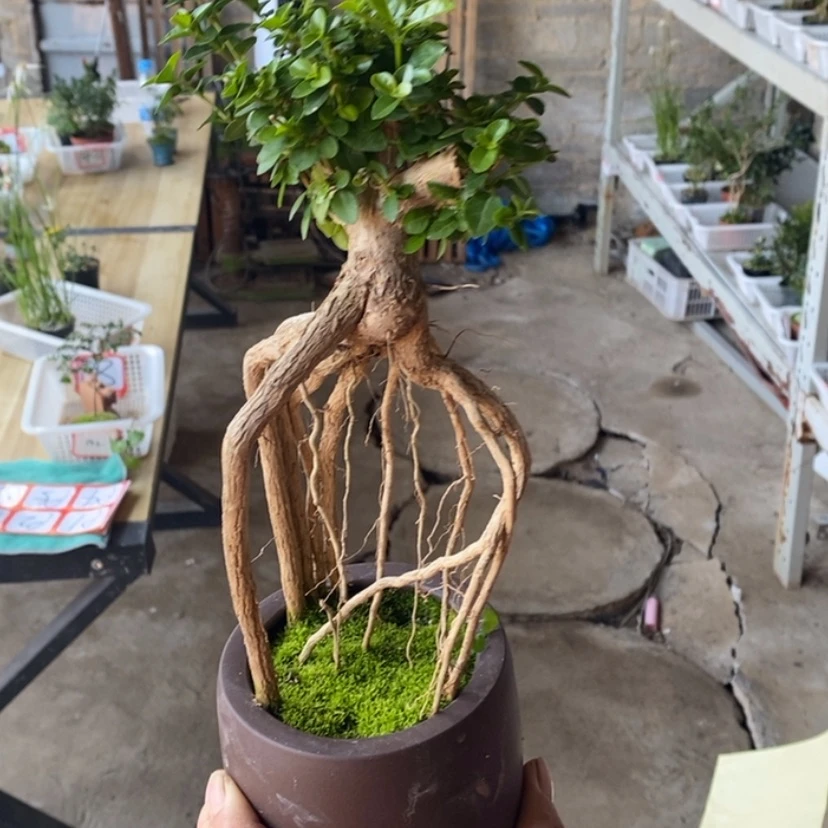 【闪购商品】红陶171cm(含)-200cm(含)一**酒90