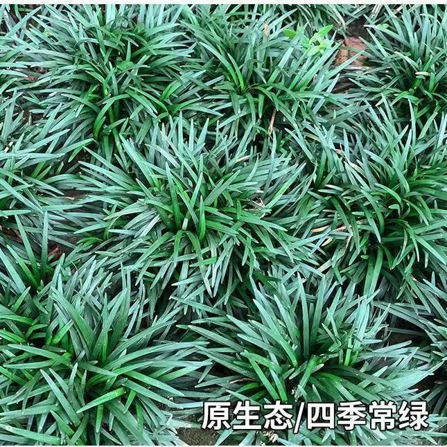 麦冬草矮玉龙草矮麦冬庭院耐寒耐热麦冬室外细叶麦冬金边麦冬常绿