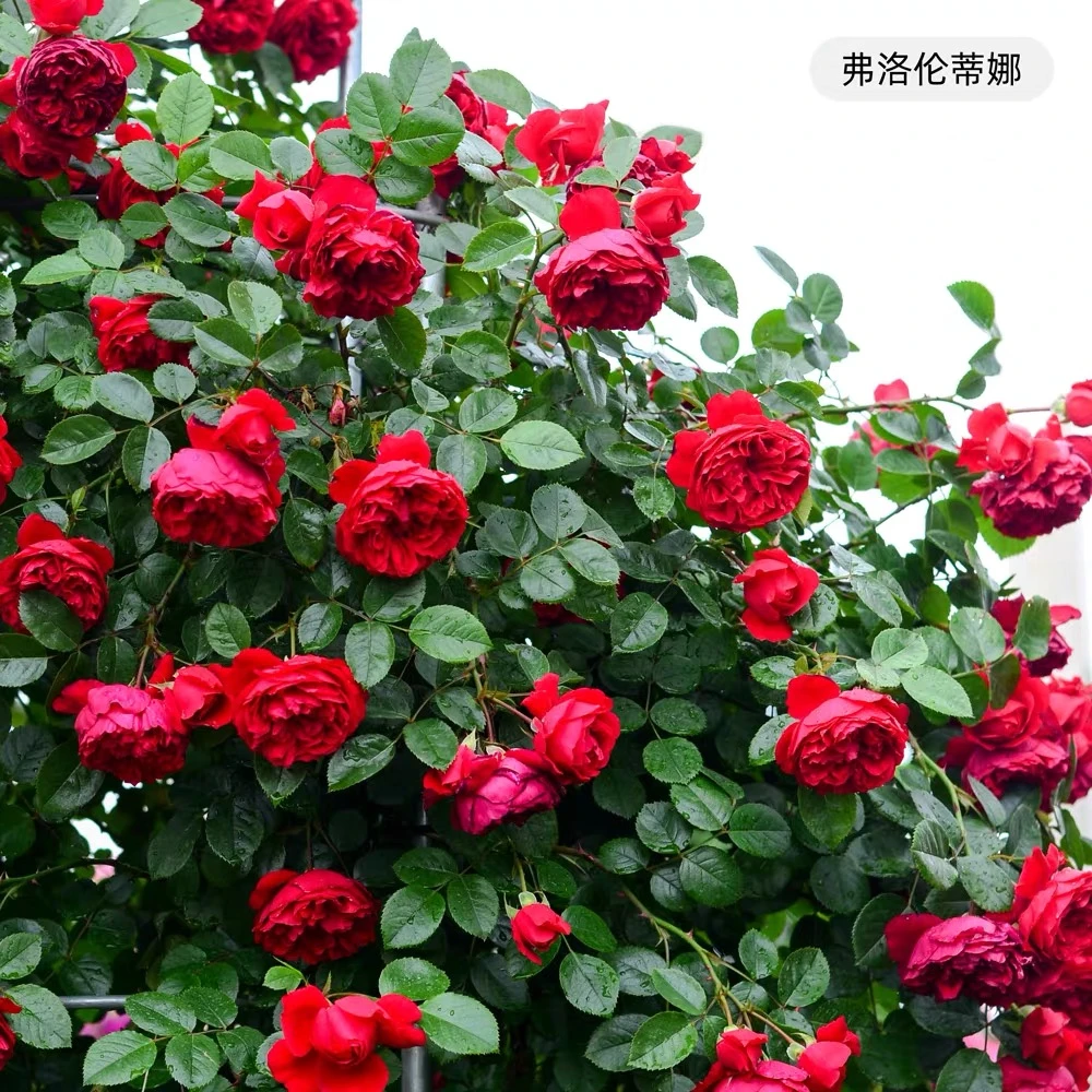 弗洛伦蒂娜藤本玫瑰月季（1.5米左右高度大苗发货）