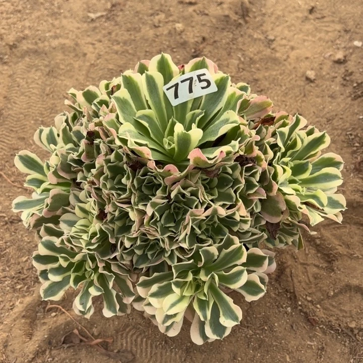 775雨花石多肉不包损