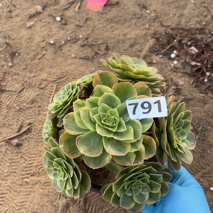 791奶白多肉不包损