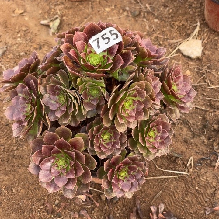 755赤焰莲多肉不包损