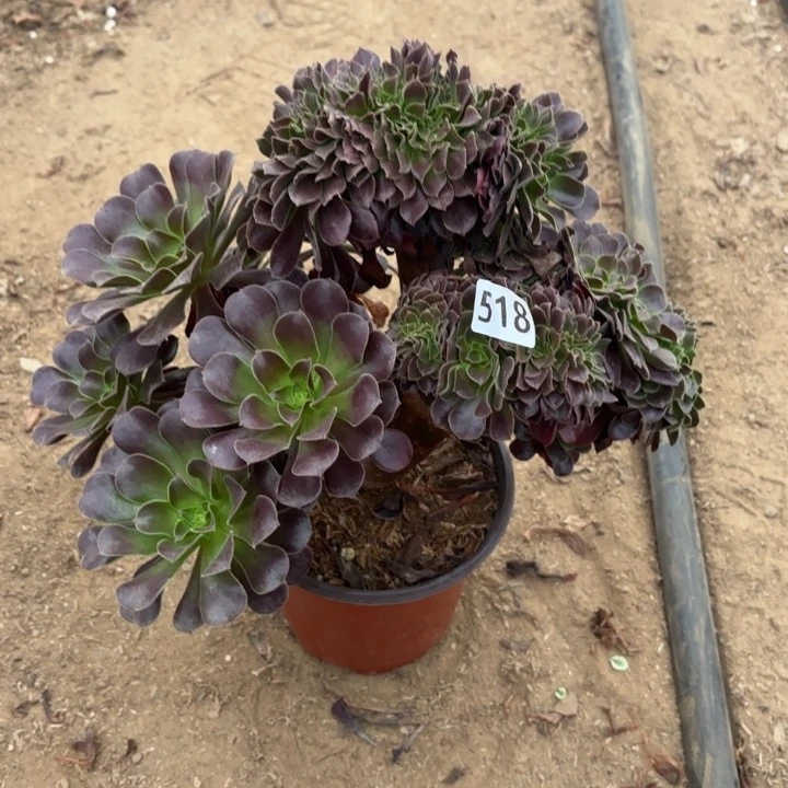 518欧紫缀多肉不包损