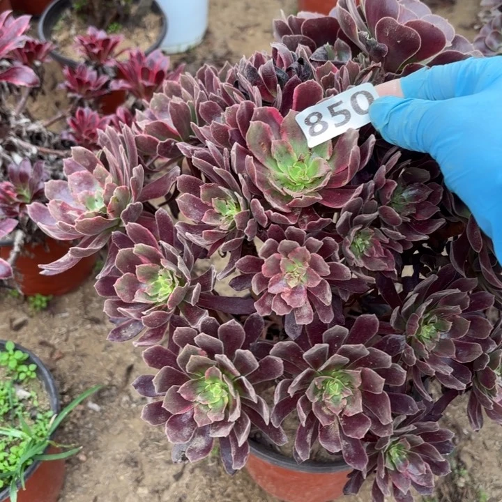 850赤霞飞多肉不包损