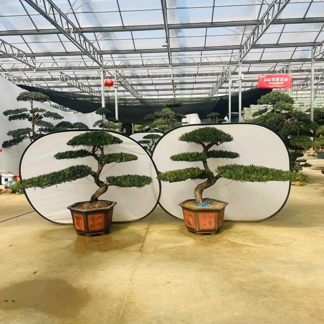 造型罗汉松老桩S弯型罗汉松盆载迎客松型绿植庭院阳台庭院盆景观