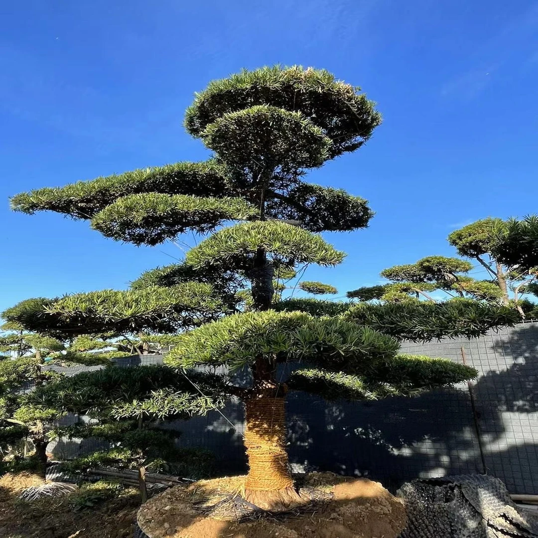 造型罗汉松大型盆栽老桩罗汉松盆景绿植庭院盆景迎客松阳台景观