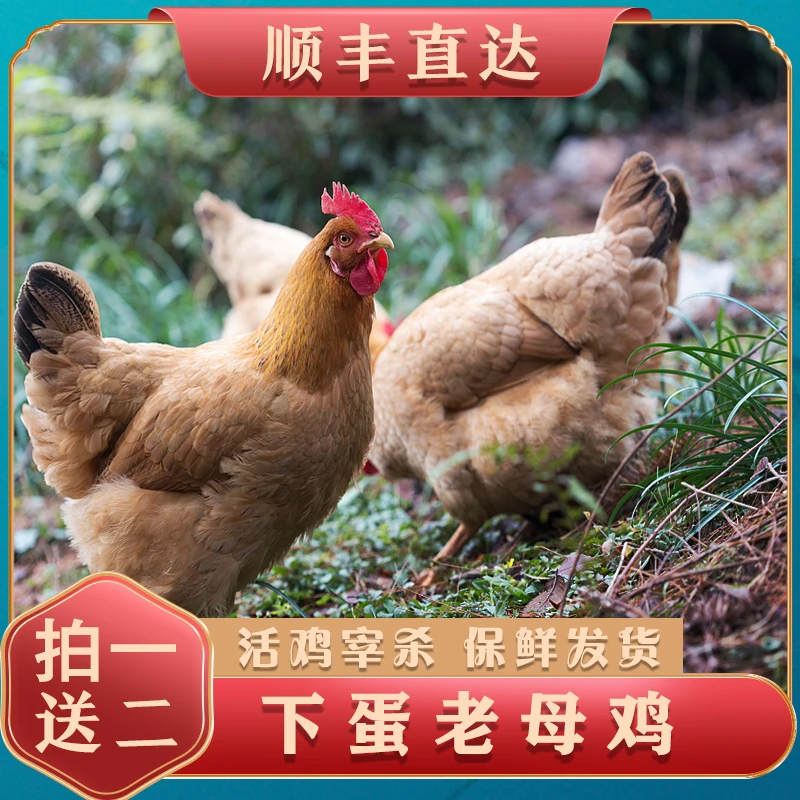【小邢哥】老母鸡下蛋鸡农户养殖鸡整鸡拍1发3只7—7.5斤左右